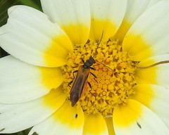 Oedemera simplex