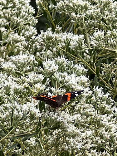 American Red Admiral