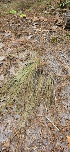 Aristida stricta, 2026-09-22
