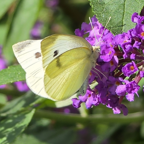 Small White