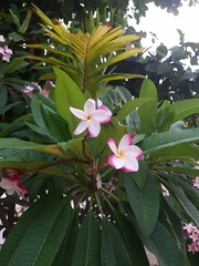 Plumeria