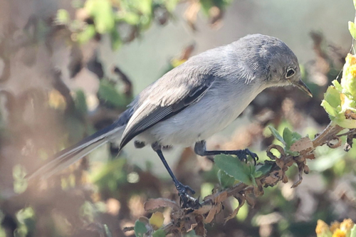 iNaturalist observation photo of Blue-gray Gnatcatcher