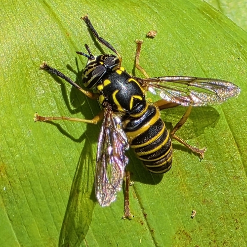 Eastern Hornet Fly