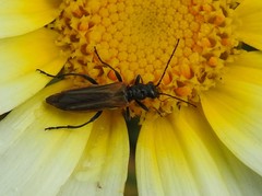 Oedemera simplex