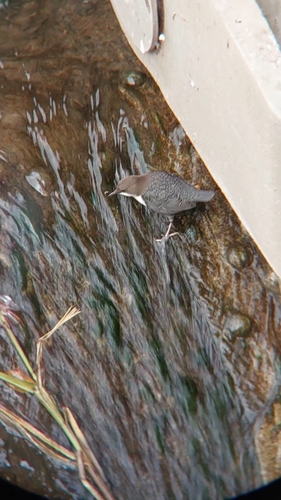 White-throated Dipper