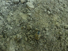 Dendroxena quadrimaculata