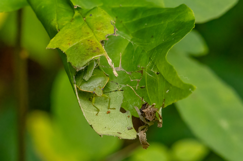 Green Stink Bug