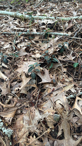striped wintergreen