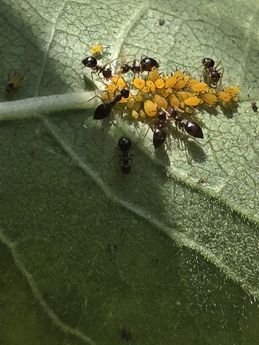 American Winter Ant