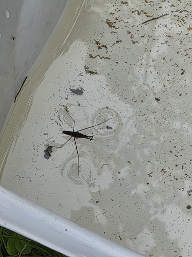 North American Common Water Strider
