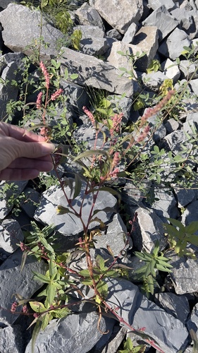 pale smartweed