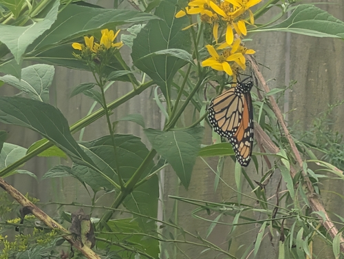 Migratory Monarch