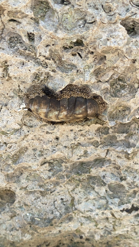 West Indian Fuzzy Chiton