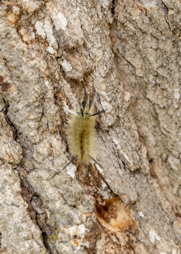 Banded Tussock Moth