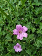 Geranium endressii