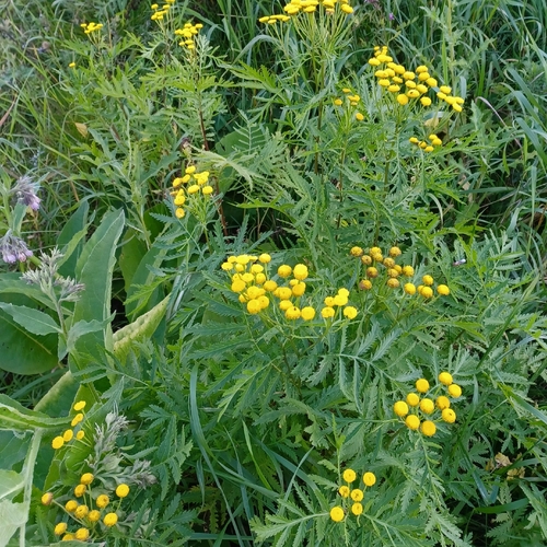tansy