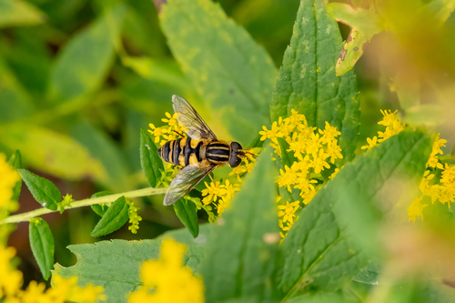 Narrow-headed Marsh Fly