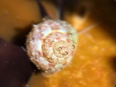 Cantharidus dilatatus