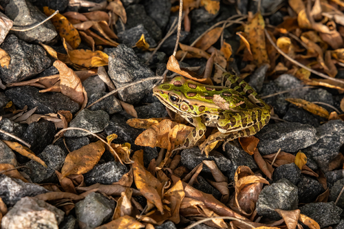 Northern Leopard Frog