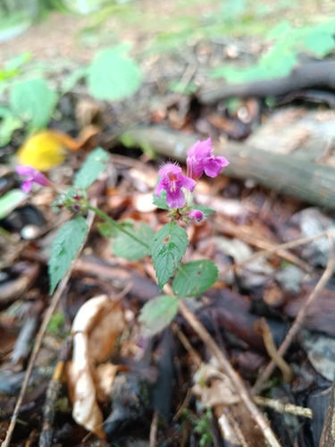 Hairy Hemp-nettle
