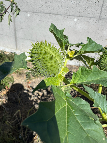 jimsonweed
