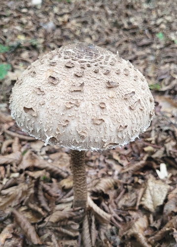 Parasol