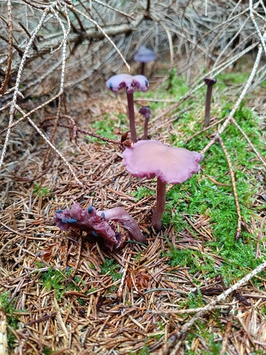 Amethyst Deceiver