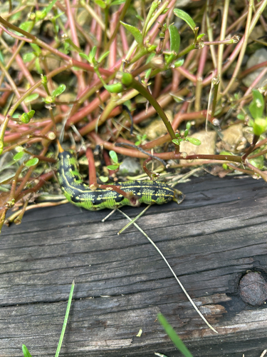 White-lined Sphinx