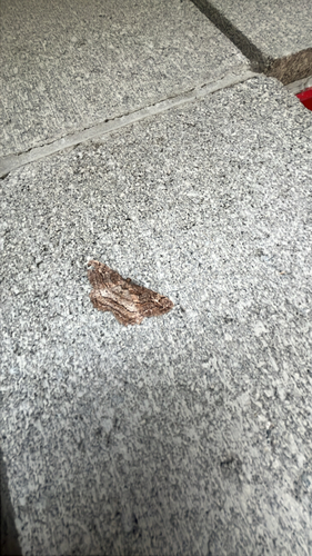 Brown-lined Looper