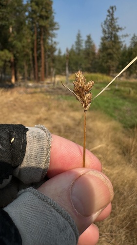 Carex athrostachya observed 2026-09-21