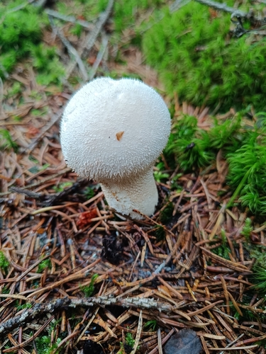 Pestle Puffball