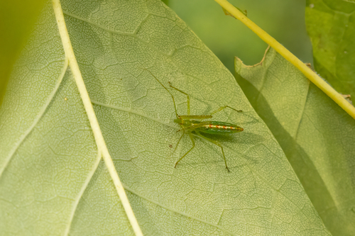 Pale Green Assassin Bug