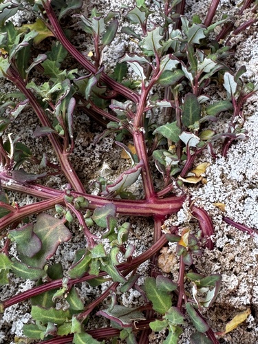 oak-leaved goosefoot