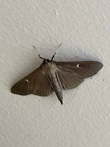 Box Tree Moth