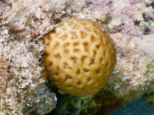 Fragum fragum observed 2026-09-22