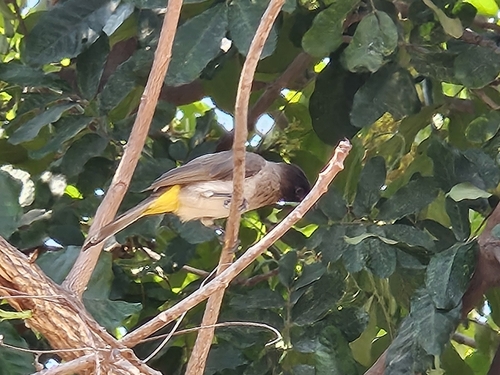 Common Bulbul