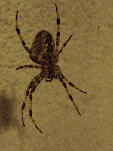 Cross Orbweaver