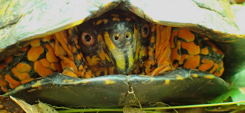 Eastern Box Turtle