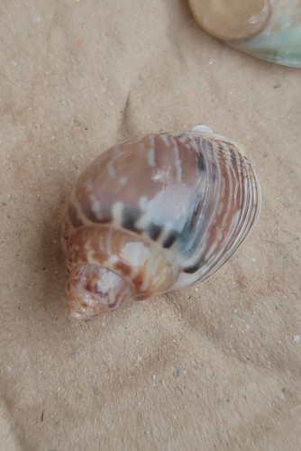 Tritia mutabilis observed 2026-09-22