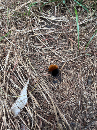 Isabella Tiger Moth