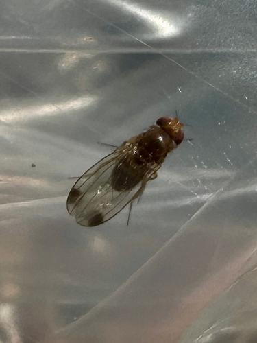 Spotted-winged Drosophila