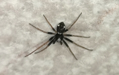 Pulchellodromus bistigma