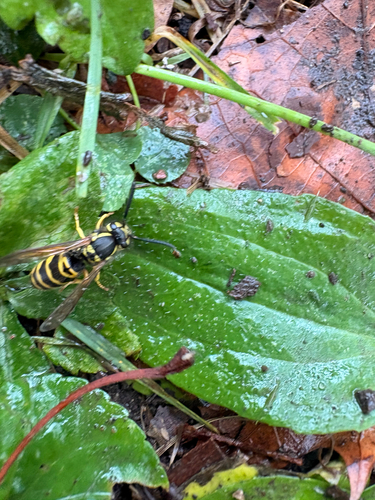 Eastern Yellowjacket