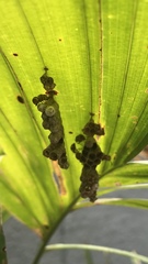 Ropalidia variegata