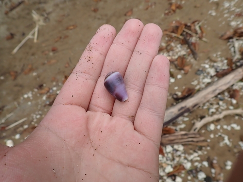 Conus purpurascens observed 2026-09-16
