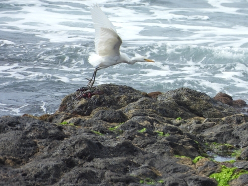 Western Cattle-Egret