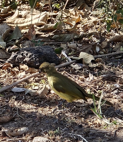 Yellow-bellied Greenbul