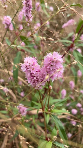 Pink Smartweed