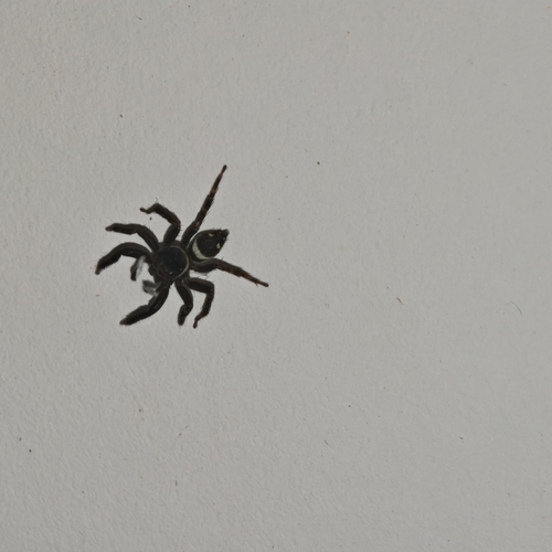 Adanson's House Jumper