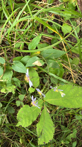 Symphyotrichum shortii, photograph 2